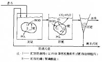 微生物除磷的原理与效果