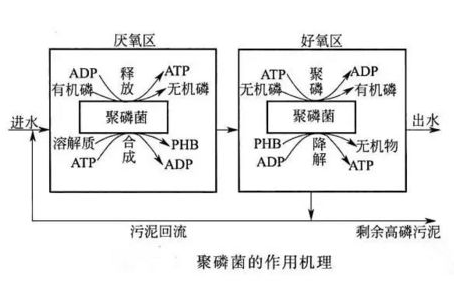 除磷剂生物除磷